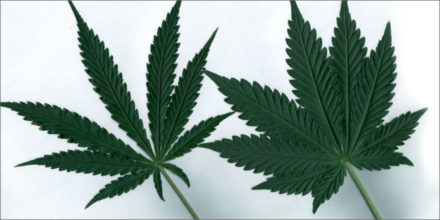 Indica and Sativa Cannabis strains