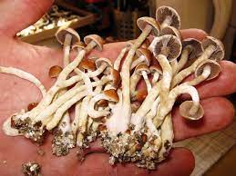 Are Magic Mushrooms Essential?